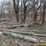 На Волыни задержали мужчину, который занимался незаконной вырубкой деревьев