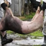 На Волыни в Любешовском и Ратновском районах зарегистрировано возбудитель африканской чумы свиней