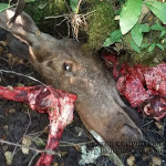 Волынские полицейские поймали браконьеров, убивших лося в национальном парке